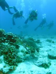 Divers enjoying the company at Baty Malang, Tioman Island... by Grahame Massicks 